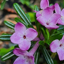 Load image into Gallery viewer, 'Daphne Arbuscula Luna Moth'-Sourdough Rum Coddiwomple 4"x4"