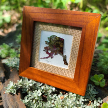 Load image into Gallery viewer, 'Spotted Ladyslipper Orchid' Alaska Coddiwomple 4"x4"