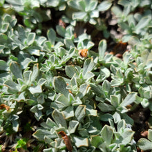 Load image into Gallery viewer, 'Spotted Ladyslipper Orchid' Alaska Coddiwomple 4"x4"