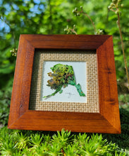 Load image into Gallery viewer, 'Saxifrage Viridi' Alaska Coddiwomple 4"x4"