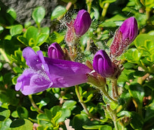 Load image into Gallery viewer, 'Menzie's Penstemon Steelhead'-Sourdough Rum Coddiwomple 4"x4"
