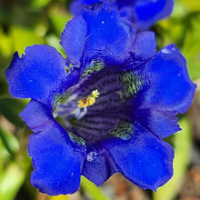 Load image into Gallery viewer, 'Indigo Gentian Butterfly' Sourdough Rum Coddiwomple 4"x4"