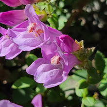 Load image into Gallery viewer, 'Pink Holly Tidle Bore' Alaskan Coddiwomple 4"x4"