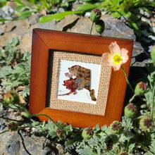 Load image into Gallery viewer, &#39;Pale Poppy&#39; Alaska Coddiwomple 4&quot;x4&quot;